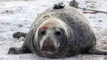 Seal-mounted camera recovered after 3 years on N.S. ocean floor yields hours of video