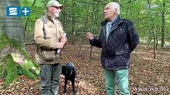 Waldland Siegen: Der Wald ist Geld wert – nicht nur das Holz - WP News
