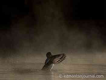 Edmonton weather: Sunny today and then a lot of 8s and 7s next week