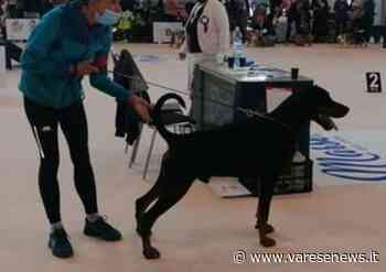 È Quantin di Gallarate il cane “più bello del mondo” - varesenews.it