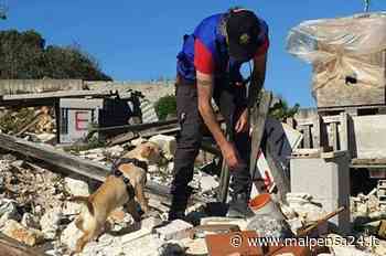 Try, il labrador di Gallarate che salva vite tra le macerie amplia l'unità cinofila di Ansmi - MALPENSA24 - malpensa24.it