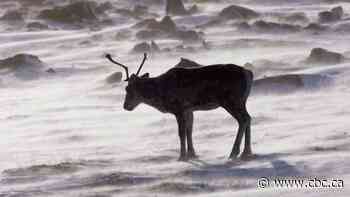 Decades-long plan to protect caribou in Nunavut nearing completion