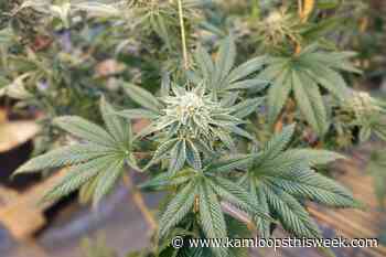 Cannabis-processing facility gets permit for McGill Road warehouse - Kamloops This Week