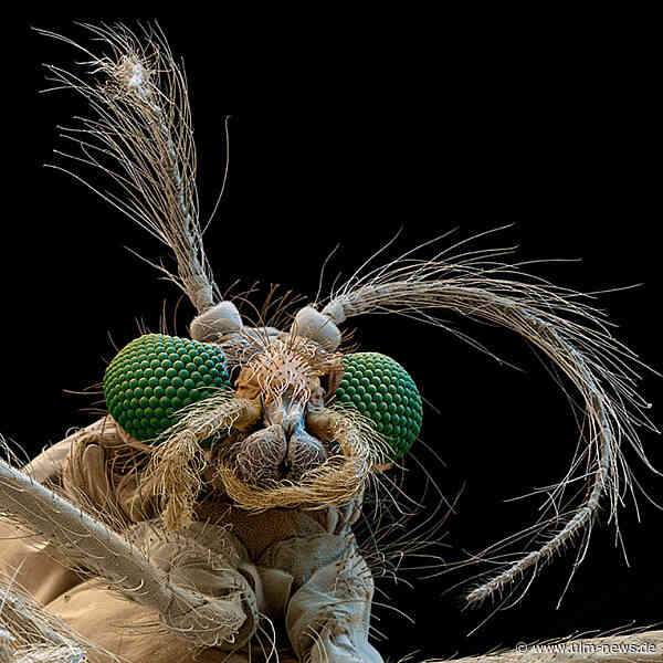 Büschelmücke megagroß - Fotoausstellung "Metamorhosen" im Stadthaus Ulm zeigt Larven und Insekten hundertfach vergrößert