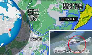 Moment shark takes a bite out of alligator floating in the water in South Carolina 