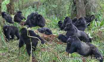 Colds spread rapidly between gorillas when they stand close to one another