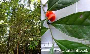'Mystery plant' in the Amazon is finally confirmed as a new species