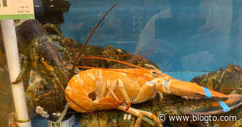 Another rare orange lobster is heading to Ripley's Aquarium in Toronto - blogTO