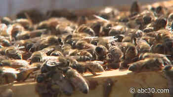 How Funny Farm Apiaries uses bees to help heroes cope with PTSD