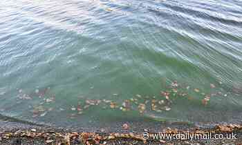 Lake Windermere could become 'ecologically dead' due to amount of sewage pumped in, study warns 