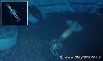 Massive purpleback flying squid 'larger than a human' spotted swimming in the Red Sea