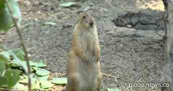 Saskatoon Zoo wins 2 national awards