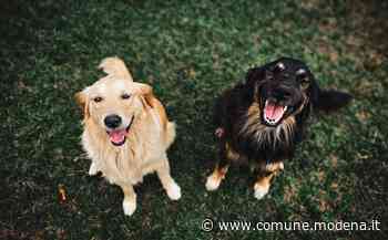 Openday del canile di Modena - Comune di Modena