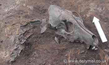 DNA from ancient Siberian dogs shows Arctic people traded with the outside world 7,000 years ago