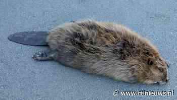 Mysterie in Nijkerk: dode bever gevonden, maar die leeft er helemaal niet - EditieNL
