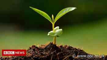 Hundreds of Blackpool's newly-planted trees stolen or damaged