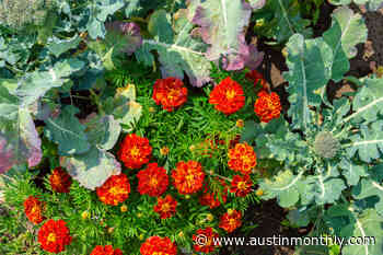 Tips on Planting a Fall Garden in Austin - Austin Monthly