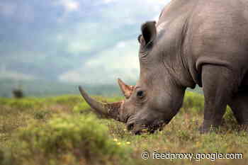 The Plight of the World’s Most Populous Rhinoceros