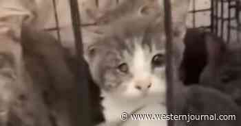 Cat Crisis: Authorities Hit Triple Digits as Kitties Rescued from Home, Onlookers Stunned
