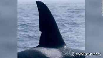 A group of little-known killer whales have been identified as big hunters of the sea