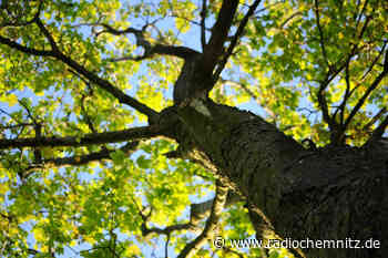 Hunderte Bäume in Chemnitz müssen gefällt werden - Radio Chemnitz