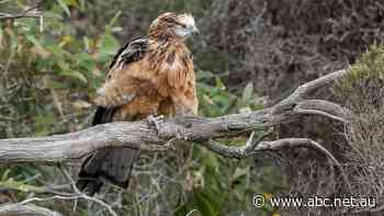 Twitchers in a flap over photo of rare raptor where rockets will also take flight