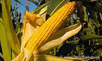Hybrid sweet corn planted at high densities has steadily increased its yield since the 1930s 