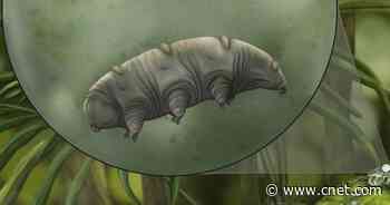 16-million-year-old tardigrade trapped in amber a 'once in a generation' find     - CNET