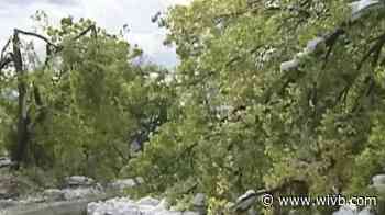 15 years after October Surprise storm, volunteers still replanting trees
