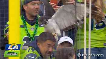 Seahawks' real-life hawk mascot flies into the stands and lands on a fan