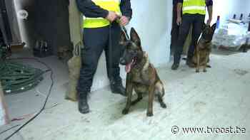 Nieuwe gevangenis Dendermonde geknipte locatie voor training van politiehonden - TV Oost