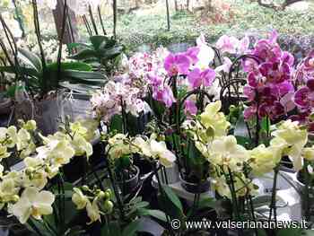 Clusone, “Il Giardino” di Angelo Balduzzi in veste autunnale - Valseriana News - Valseriana News