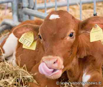 Clusone, dal 25 settembre torna la Mostra Zootecnica : scopri il programma - Valseriana News - Valseriana News