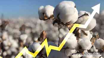Australian cotton growers stitch up best prices since 2011