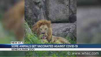 County confirms animals at the Seneca Park Zoo have gotten COVID-19 vaccine