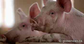 Reducing interprovincial barriers could boost agriculture sector: report