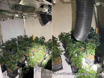 Homeless Albanian man was offered bed and food to act as cannabis gardener in Northampton house - Northamptonshire Telegraph