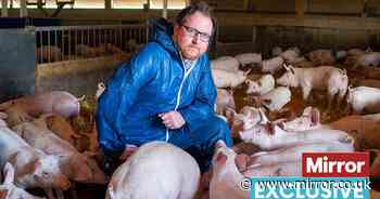Senseless slaughter of 100,000 pigs while families struggle to put food on table - The Mirror