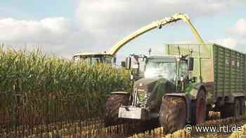 Fiese Sabotage in Heide (Kreis Dithmarschen) hätte tödlich enden können: Gefahr im Maisfeld - RTL Online