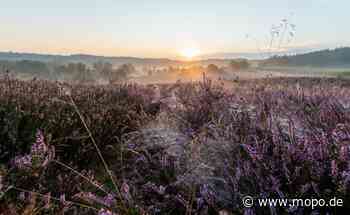 Hubschrauber werfen Tausende Tonnen Kalk über der Heide ab - Hamburger Morgenpost