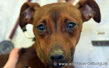 Mindelheim: Mann tritt Hund tot - Allgäuer Zeitung