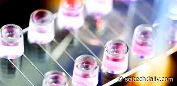 Innovative Experiment Reveals the Complex Dynamics of Stem Cell Tethers and Slings