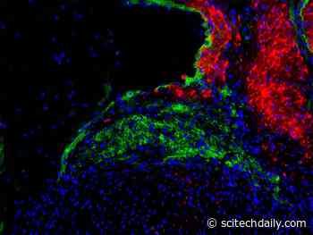 Regenerating Cells That Propagate Heartbeats