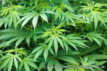 Darwen man had DIY cannabis farm