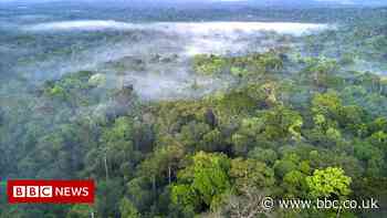 Facebook to act on illegal sale of Amazon rainforest