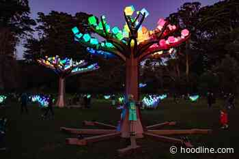 Illuminated LED forest 'Entwined' returning to Golden Gate Park for - Hoodline