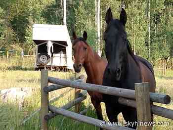 Pair of escaped Forest Service horses found after making 12-mile trek near Continental Divide Trail - Sky Hi News