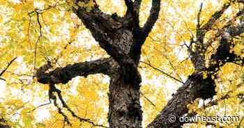 New England's Last Great Old-Growth Forest - Down East