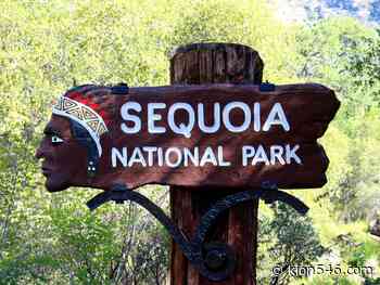 4 firefighters battling wildfire in Sequoia National Forest hurt after tree falls on them – KION546 - KION