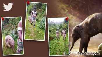 ‘Saving nature and humanity’: Forest officers reunite injured baby elephant with mother - The Indian Express